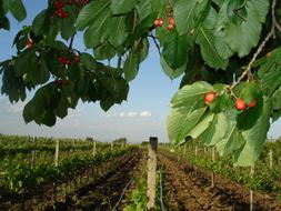 Wine Vine Cherry