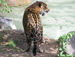 nice Jaguar Big Cat
