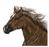 portrait horse art digital artwork
