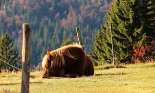 Cute, colorful and beautiful horse, on the colorful meadow, among the colorful trees