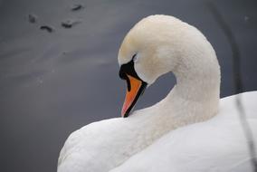 macro photo of a white swan with a curved neck