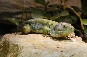 timon lepidus basking on a stone in a terrarium at a zoo