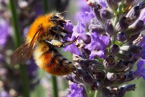 macro view of red Bee on purple lavender Blossom