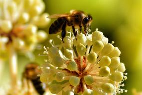 bee on a spherical inflorescence on a blurred background