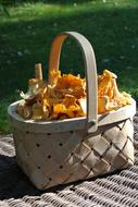 Chanterelle Yellow Mushroom