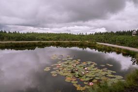 meadow lake