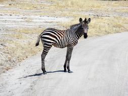 Zebra Africa Safari Wild