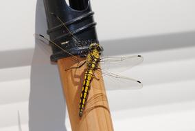 insect with transparent wings close-up