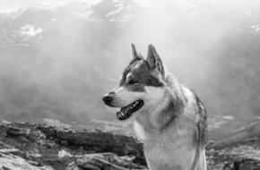 monochrome photo of a wolf in the mountains in Norway
