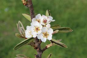 Apple Blossom White Spring