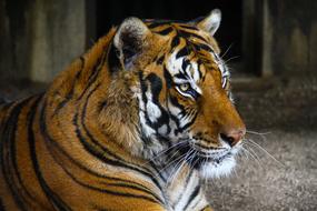 Tiger Zoo Wild