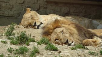 Lion Pair Zoo