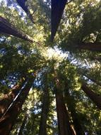 Redwood Trees Canopy