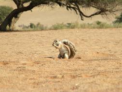 Squirrel on sand Ground