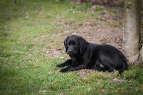 black Labrador Puppy Dog