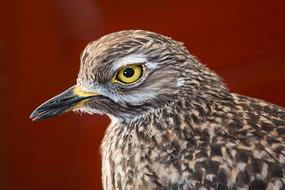 Bird Feathers Beady Eye