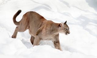 Puma Mountain Lion Big Cat