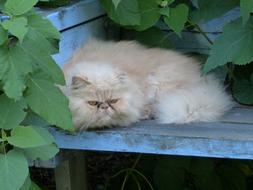 beige persian cat sleeping on a wooden bench