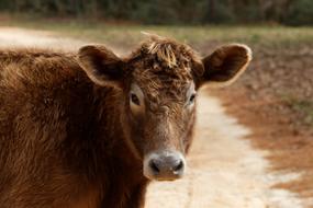 incredibly charming Cow Farm