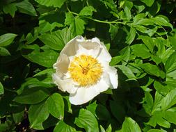 white lonely flower in the garden