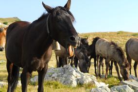 pack of black horses