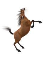 toon horse toonpferd funny