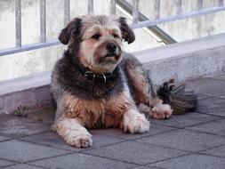 furry brown Dog laying at fence