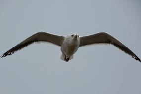 sea gull with wide wings close up