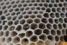 Honey Reflection