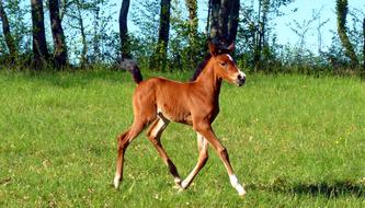 a cute little horse walks