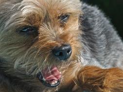incredibly charming Dog Yorkshire