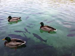 Plitvice Lake Croatia