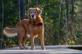 Portrait of Dog Animal in forest