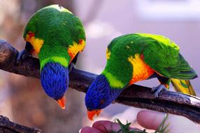 Beautiful and colorful parrots on the branch in Villars Dombes, France