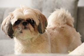 Dog Couch Hair funny