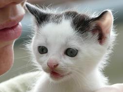 small Kitten face at personâs lips