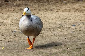 Goose Stripes Bird