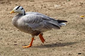 grey Goose walking on ground