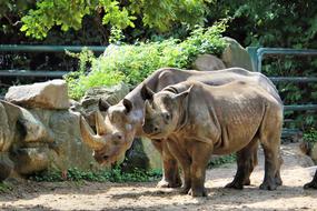 Rhino Pachyderm Big Game Wild