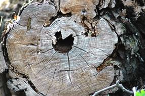 Trunk Rings Defeated