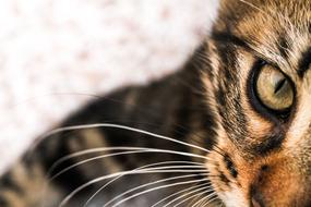 half cat face close up on blurred background