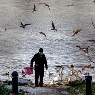 Old Man Gulls