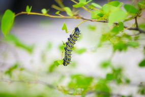 Caterpillar Insect Macro photo