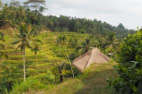 rooftop with green palm trees