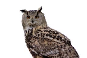 incredibly charming bird of prey isolated