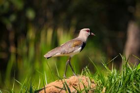 small Bird Wildlife green grass