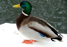 wild water duck by the lake