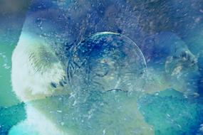 background polar bear water blue