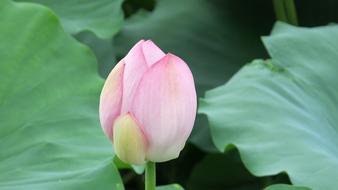 Lotus Natural