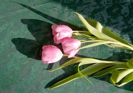 Tulip Pink Flower Cut